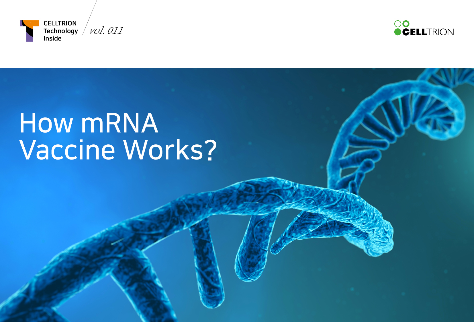 How mRNA Vaccine Works